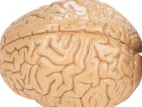 Images_brain